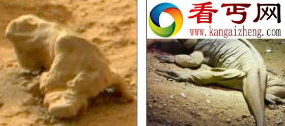 神秘火星物体是鬣蜥化石吗