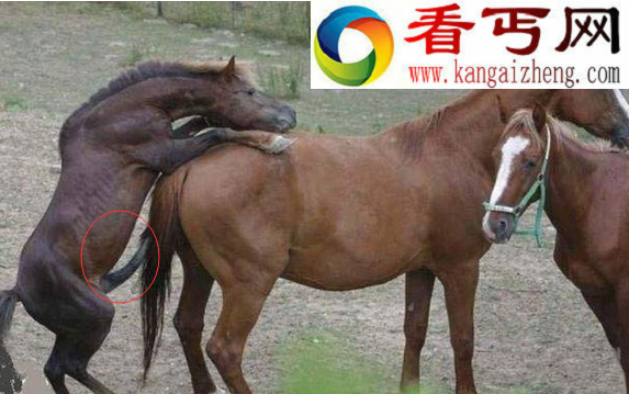 动物交配图，动物世界性行为全过程直播