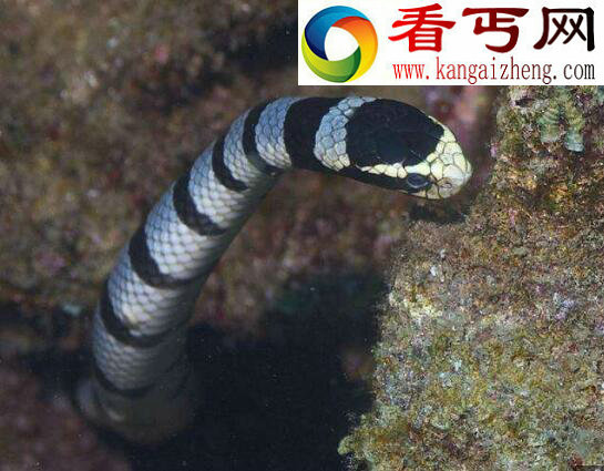 史上最全的海蛇图片,探索不可思议的海蛇世界