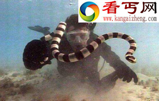 史上最全的海蛇图片,探索不可思议的海蛇世界