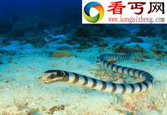 史上最全的海蛇图片,探索不可思议的海蛇世界