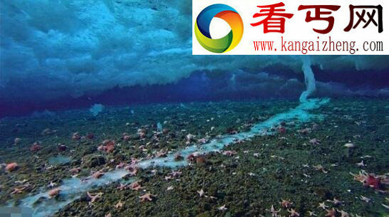 南极死亡冰柱，瞬间冰冻海洋生物(疑是地球生命起源)