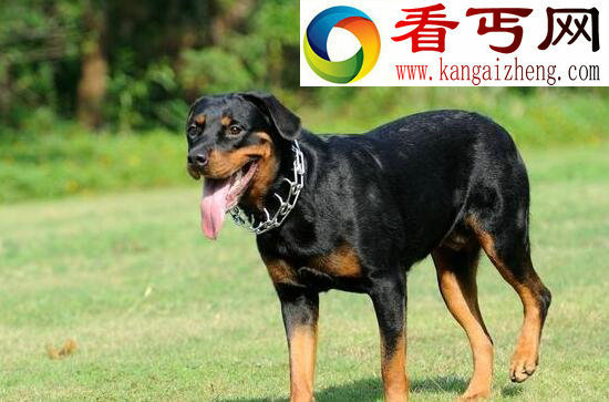 狗狗智商排名前十榜单（人类最聪明的朋友）