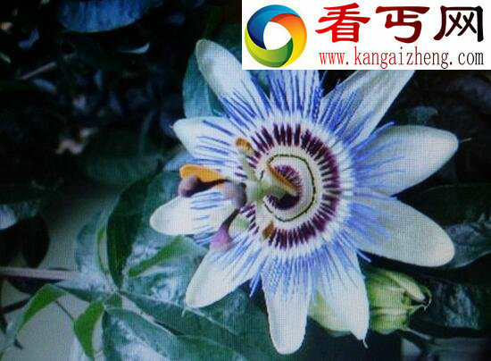 “杀人魔王”日轮花，美丽外表下却有一颗黑暗的内心