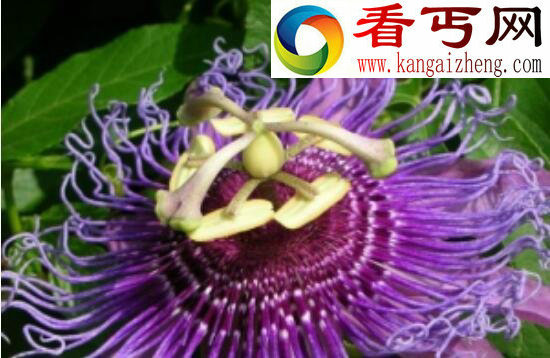 “杀人魔王”日轮花，美丽外表下却有一颗黑暗的内心