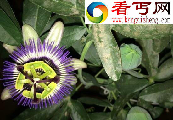 “杀人魔王”日轮花，美丽外表下却有一颗黑暗的内心