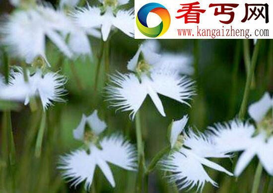 “杀人魔王”日轮花，美丽外表下却有一颗黑暗的内心
