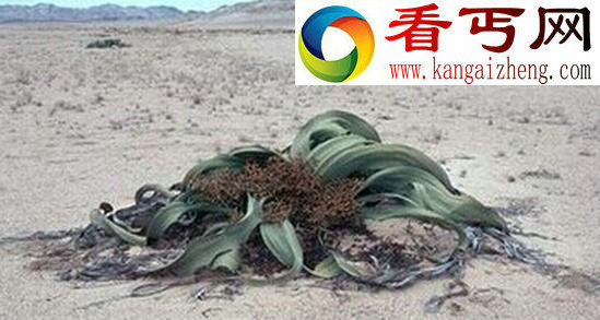 “杀人魔王”日轮花，美丽外表下却有一颗黑暗的内心