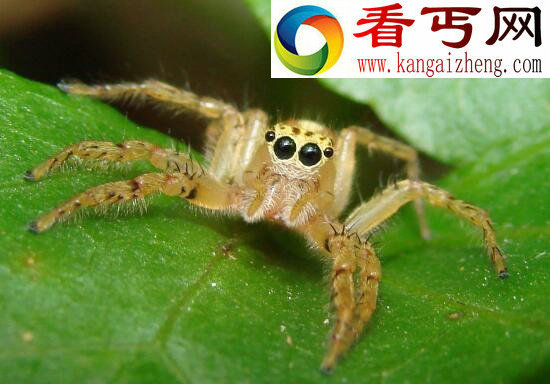 “杀人魔王”日轮花，美丽外表下却有一颗黑暗的内心