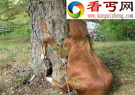 “杀人魔王”日轮花，美丽外表下却有一颗黑暗的内心