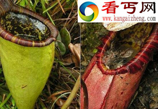 “杀人魔王”日轮花，美丽外表下却有一颗黑暗的内心