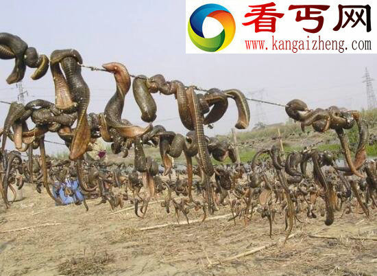 暴君水蛭,噬血杀人的水蛭之王(寄生霸王龙)