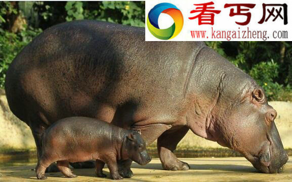 河马的天敌甚少,平均每年杀死500人