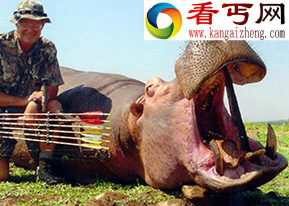 河马的天敌甚少,平均每年杀死500人