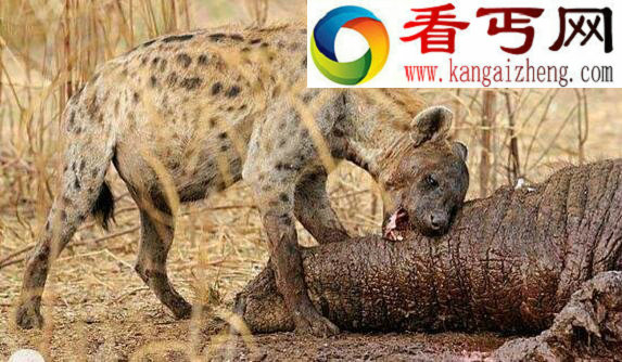 河马的天敌甚少,平均每年杀死500人