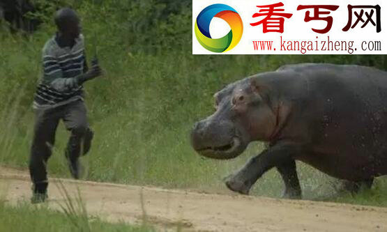 河马的天敌甚少,平均每年杀死500人