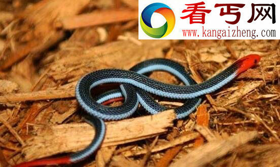 毒腺最大的蛇蓝长腺珊瑚蛇，一口毙命无解药(只吃蛇)