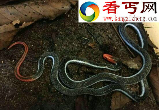 毒腺最大的蛇蓝长腺珊瑚蛇，一口毙命无解药(只吃蛇)