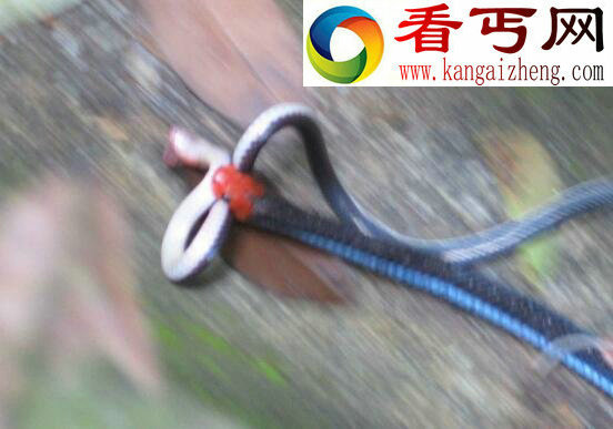 毒腺最大的蛇蓝长腺珊瑚蛇，一口毙命无解药(只吃蛇)