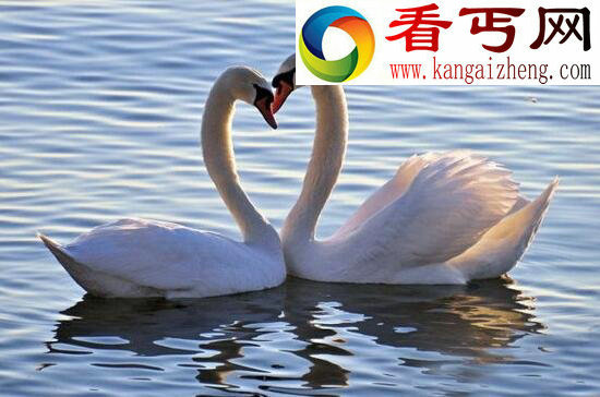 盘点一夫一妻的动物，忠诚度爆表