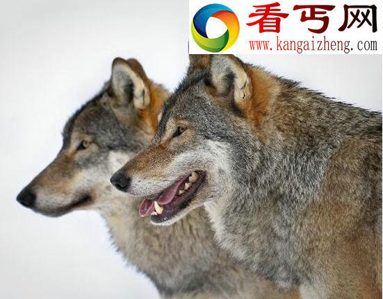 盘点一夫一妻的动物，忠诚度爆表