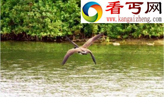 四翼鸟,为求偶长出四个翅膀