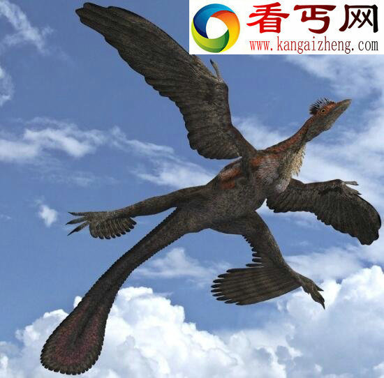 四翼鸟,为求偶长出四个翅膀