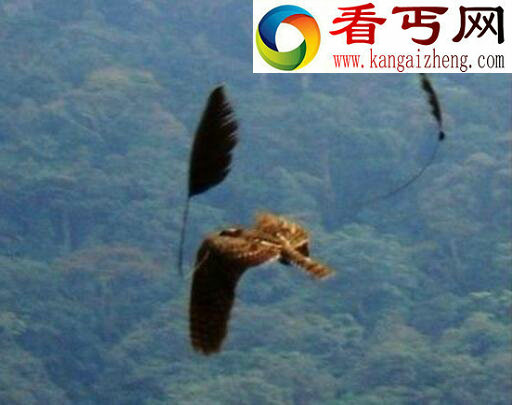 四翼鸟,为求偶长出四个翅膀