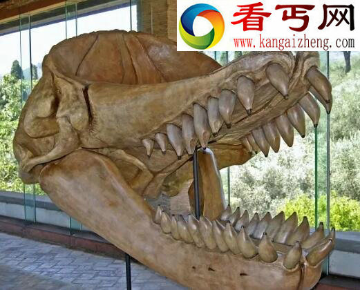 远古巨兽梅尔维尔鲸，大白鲨仅仅是它小菜一碟