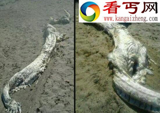 食用皇带鱼竟会致死，关于皇带鱼的恐怖传说