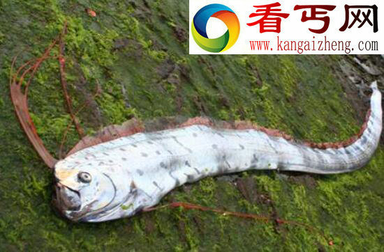 食用皇带鱼竟会致死，关于皇带鱼的恐怖传说