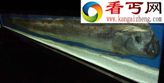 食用皇带鱼竟会致死，关于皇带鱼的恐怖传说