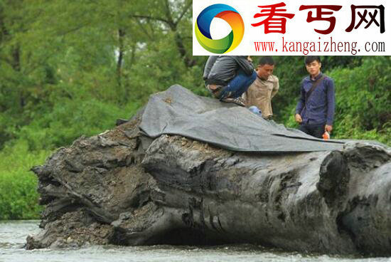  乌木是怎么形成的，乌木有什么价值
