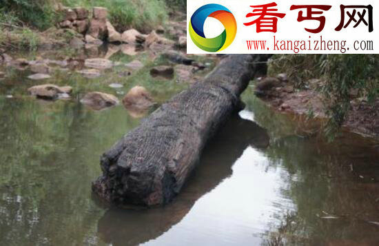  乌木是怎么形成的，乌木有什么价值