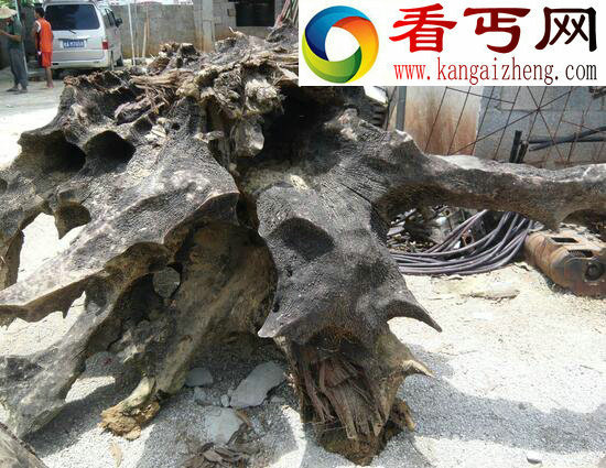  乌木是怎么形成的，乌木有什么价值