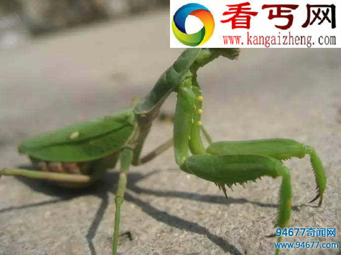 蟑螂的天敌有哪些，蟑螂天敌大盘点