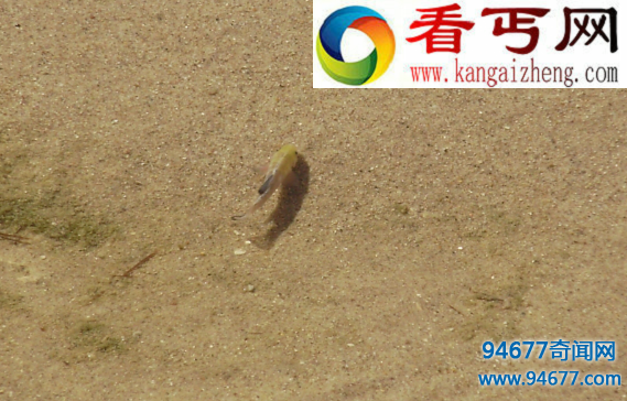 沙漠鱼介绍,沙漠鱼是怎么生活的?