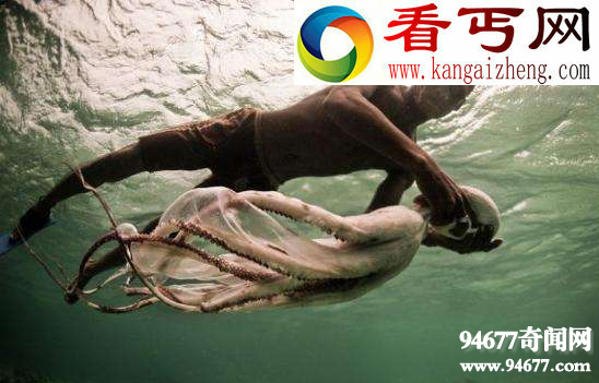 世界十大罕见生物,印尼章鱼人(人头章鱼身)