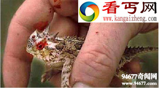 世界十大最怪异的蜥蜴,鼹鼠蜥蜴(长得像蛇的蜥蜴)