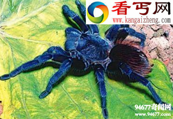 世界十大最奇异的新物种,行走的仙人掌