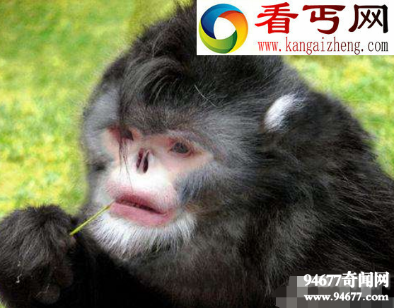 世界十大最奇异的新物种,行走的仙人掌