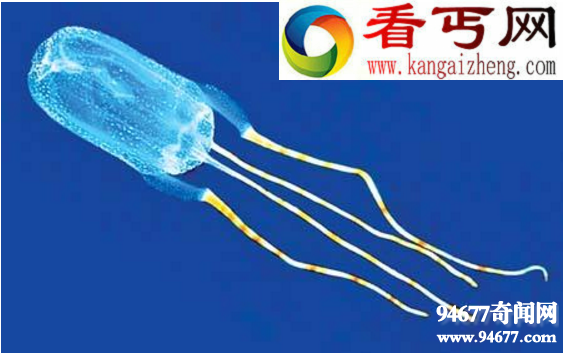 世界十大最奇异的新物种,行走的仙人掌