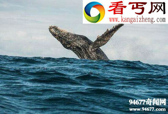 南非海怪真相,比鲸鱼还大的白毛象鼻怪