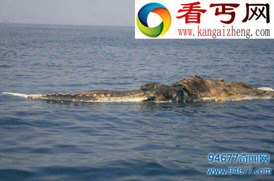 南非海怪真相，比鲸鱼还大的白毛象鼻怪
