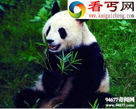 中国十大濒危动物，失而复得的“四不像”(麋鹿)