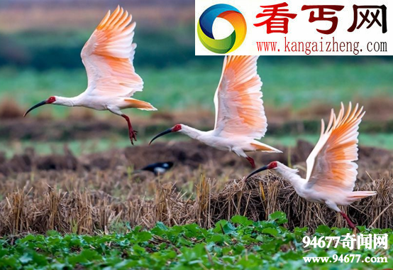 中国十大濒危动物，失而复得的“四不像”(麋鹿)