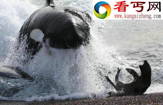 全球著名十大海怪 蓝圈章鱼