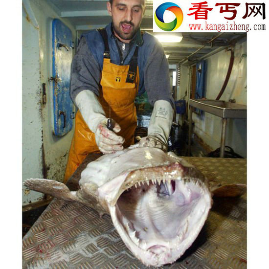 全球著名十大海怪 蓝圈章鱼