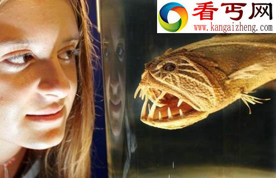 全球著名十大海怪 蓝圈章鱼