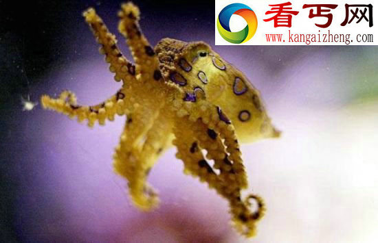 全球著名十大海怪 蓝圈章鱼